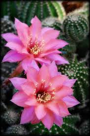 I asked for olives and mushrooms on mine and my. Pink Echinopsis Blooms By Saija Lehtonen Desert Flowers Cactus Flower Blooming Cactus