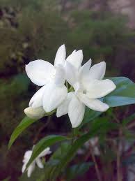 Pin On Awesome Looking Plants
