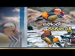 Mandarin duck is the habitat of eastern china and southern japan. Mandarin Duck Spotted In Assam Nearly After 120 Years Rare Sight Amazes Netizens Newsfix Co