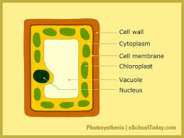 Photosynthesis Takes Place Inside Plant Cells In Small Things Called Chloroplasts Photosynthesis Cell Wall Plant Cell