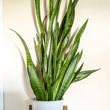 Image result for Sansevieria trifasciata