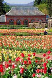 Check spelling or type a new query. Spring Blooms With Tulip Show At Biltmore Estate In The Walled Garden Asheville Nc Many Events See Bloom Calendar Biltmore Biltmore Estate Biltmore House
