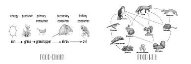 All our online worksheets & quizzes are now downloadable & printable. Web Quest Food Chains Food Webs Science With Mrs Barton