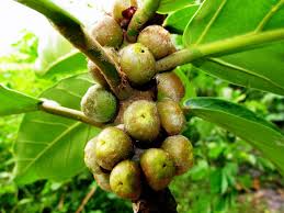 Image result for Ficus lutea