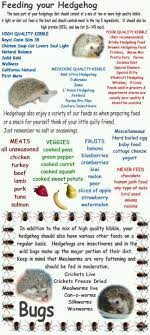 Pin By Pat Cairns On Hedgies My Favorite Little Animal Hedgehog Care Baby Hedgehog Hedgehog Food