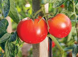 Epingle Sur Fruits Legumes