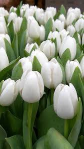 Pin By Susi Buchel On Flowers White Tulips Garden White Tulips Tulips Flowers