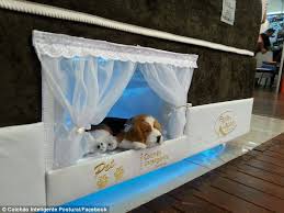 These are not only uncomfortable, but they may also cause your dog to place excessive amounts of pressure on his joints while he rests. The Ultimate Bunk Bed For Pampered Pets Daily Mail Online