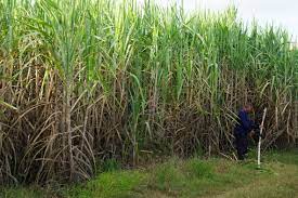 Browse 9,505 sugar cane plant stock photos and images available, or search for sugar cane plant isolated to find more great stock photos and pictures. Crushing Burden Small Scale Sugar Cane Farmers Bear The Costs Of Thailand S Bioeconomy Drive Sei