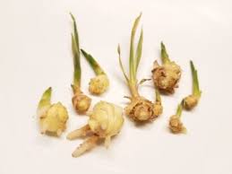 We did not find results for: Can You Grow Store Bought Ginger How To Plant Store Bought Ginger
