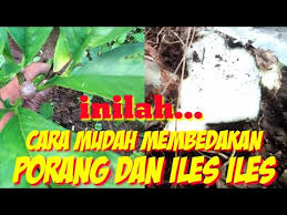 Maybe you would like to learn more about one of these? Gagasan Untuk Gambar Tanaman Iles Iles Bunga Hias