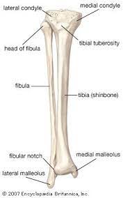 These bones are arranged into two major divisions: Fibula Bone Anatomy Bones Medical Anatomy Anatomy And Physiology