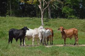 cattle ranching ravage colombian amazon