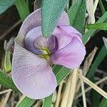 Image result for Wajira grahamiana