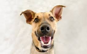 Dogs, cats, ferrets, rabbits, reptiles and small pocket pets. Fox Hollow Animal Hospital Lakewood Co