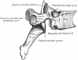 In the vertebrate spinal column, each vertebra is an irregular bone with a complex structure composed of bone and some hyaline cartilage, the proportions of which vary according to the segment of the backbone and the species of vertebrate. Typical And Atypical Thoracic Vertebra Bone And Spine