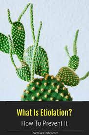 What Is Etiolation How To Fix Plants With Etiolation Plants Sun Loving Plants Plant Tissue