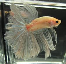 Detailed below you will find the different terms put to these tail types, patterns and colours and how some of them have come about. Cellophane Betta