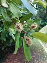 Image result for Combretum microphyllum