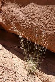 Image result for Stipagrostis