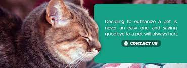 Grieving the loss of a pet cat after euthanasia. How To Deal With Guilt After Euthanizing Your Pet Agape