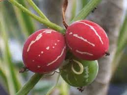 Image result for Diplocyclos