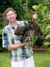 Image result for Dioscorea alata