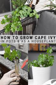 How To Grow Stunning Cape Ivy In Planters And Pots In 2020 Ivy Plant Indoor Ivy Plants Plant Care