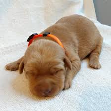 We have so many amazing english lab puppies to pick from right now! Home Fox Red Labs