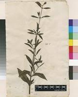 Image result for Spermacoce radiata