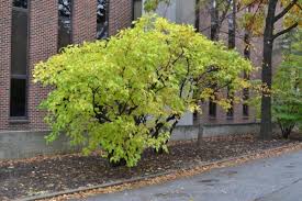 Image result for Chionanthus battiscombei