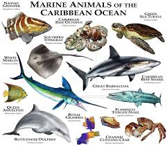 Marine Animals Of The Caribbean Ocean Marine Animals Animals Ocean Creatures