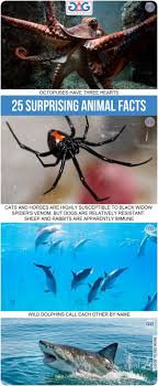 Their venomous bite often produces muscle pain, nausea, and mild paralysis of the black widow. 25 Most Surprising Animal Facts Animals Facts Gagloop Octopus Black Widow Dolphin Shark Animal Facts Fun Facts About Animals Animals