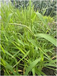 Image result for Eriochloa meyeriana