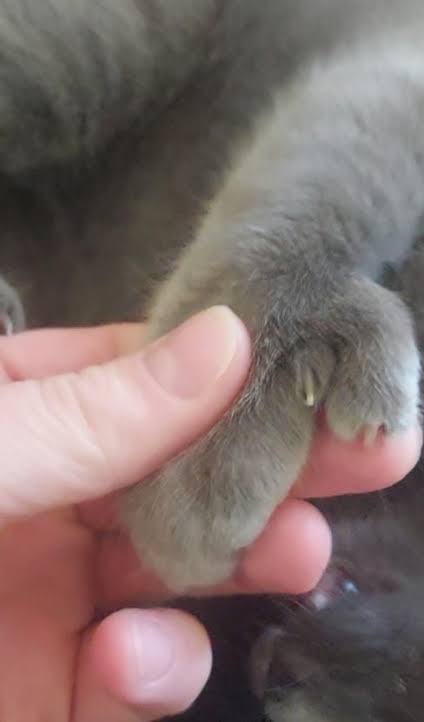 Partial declaw opinions? : r/thumbcats