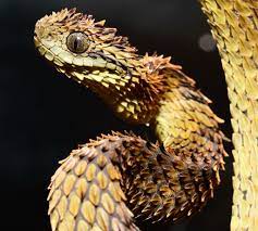 幻のヘビ「ヘアリーブッシュバイパー」展示 河津のｉＺｏｏ｜あなたの静岡新聞