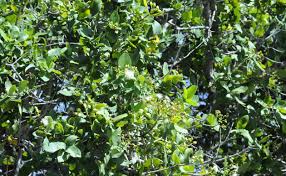 Image result for Syzygium niassense