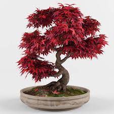 Pruning the maple several times a year is a great way to keep the maple in good health and looking elegant. 3d Bonsai Japanese Maple Tree Cgtrader