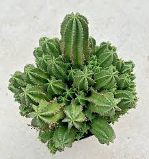 Image result for Euphorbia kilwana