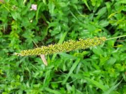 Image result for Setaria verticillata