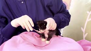 Kittens being bottle fed | cute kittens compilation. Orphaned Kitten Care How To