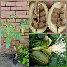 Image result for Pachira glabra