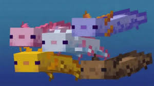 Minecraft's axolotls come in five different colors, but you would probably only think it was four if you are just a casual player. How To Create Axolotls In Any Seed In Minecraft