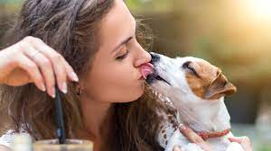 No Pooch Smooches Scientists Say You Shouldn T Let Your Dog Lick Your Face
