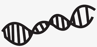 Animal clipart, vectors and graphics. Dna Science Tools Clipart Black And White Transparent Png 978x435 Free Download On Nicepng