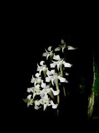 Image result for Cyrtorchis monteiroae