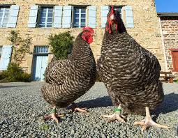 Epingle Sur Cuisine