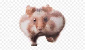 This file was uploaded by halcbddcpl and free for personal use only. Library Running Png Image Mix Hamster Transparent Png Free Transparent Png Images Pngaaa Com