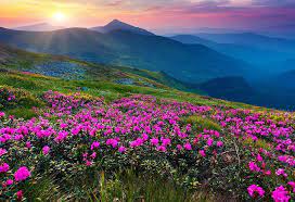 Check spelling or type a new query. Valley Of Flowers Uttarakhand India Pejzazhi Gornyj Pejzazh Krasivye Mesta