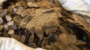 The pangolin's scaled body is comparable in appearance to a pine cone. Pangolins Hong Kong Finds Record Haul Of Scales In Shipping Container Bbc News